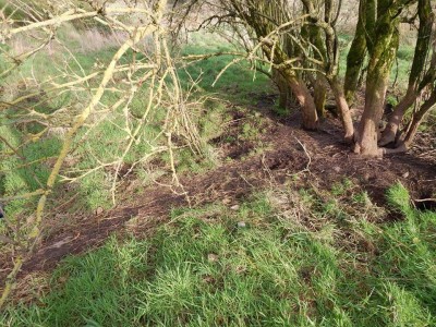 Jezevec lesní, stezky / European Badger, path / Meles Meles