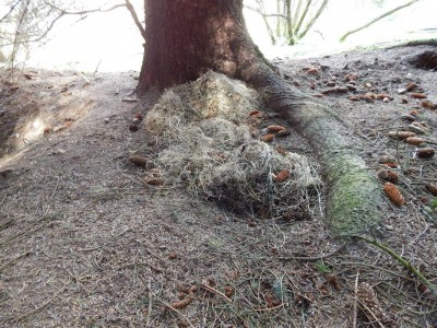 Jezevec lesní, výstelka doupěte /  European Badger, grass bedding of sett / Meles Meles