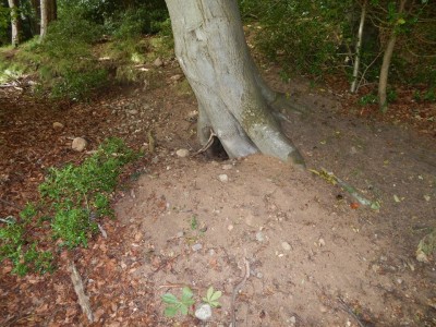 Jezevec lesní, doupě /  European Badger, sett / Meles Meles