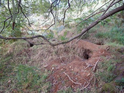 Jezevec lesní, doupě /  European Badger, sett / Meles Meles