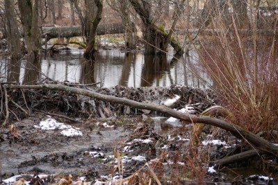 Bobr evropský, hráze / European beaver, dams