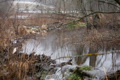 Bobr evropský, hráze / European beaver, dams