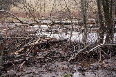 Bobr evropský, hráze / European beaver, dams