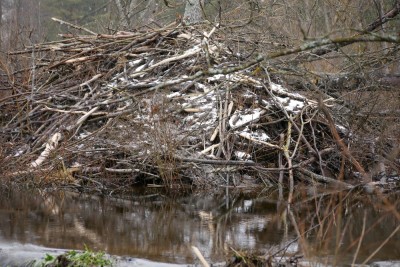 Bobr evropský, hrad / European beaver, lodge