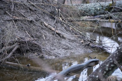 Bobr evropský, hrad / European beaver, lodge