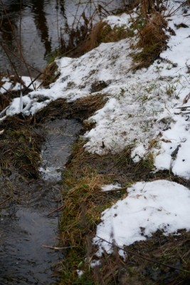 Bobr evropský, přibližovací kanál k potravě / European beaver, approach channel to food