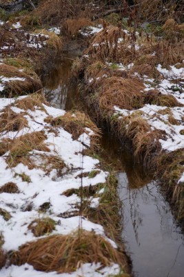 Bobr evropský, přibližovací kanál k potravě / European beaver, approach channel to food