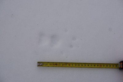 Rys ostrovid, stopy / Lynx Lynx, tracks