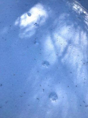 liška, stopní dráha při tání sněhu / red fox (vulpes vulpes), trail in melted snow