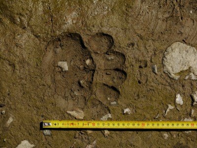 Medvěd hnědý (ursus arctos), stopa / Brown bear, track