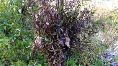 Maskování fotopastí: Detail ukryté fotopasti. Listy jsou však uchycené velmi nedostatečně, je štěstí že na pasti vydržely a nepřekryly objektiv nebo některé z čidel