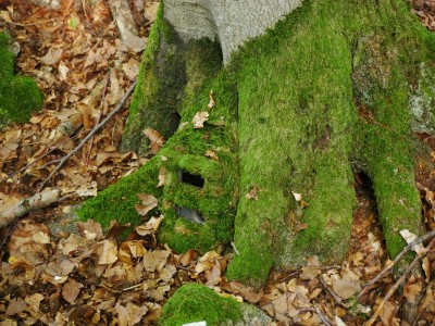 Maskování fotopastí: Maskovací krabička, detail