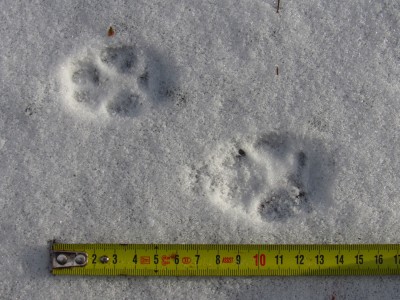 Liška obecná, stopa/red fox, track