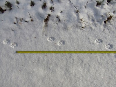 Liška obecná, stopní dráha/red fox, track