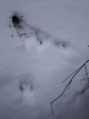 veverka hrabani ve snehu.JPG