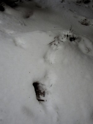 veverka hrabani ve snehu 2.JPG