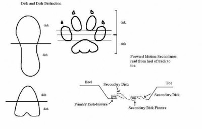 Disk-and-Dish-Forward-Motion-Secondaries.jpg