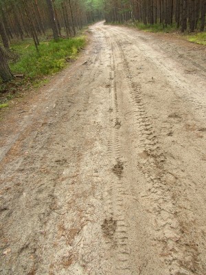 vlk obecný, stopní dráha. Povšimněte si typického &quot;čárování&quot;! / gray wolf (canis lupus), trail. Note typical direct register walk