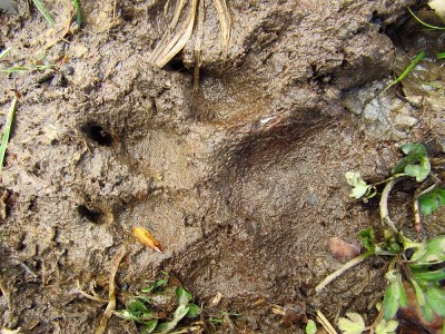 Vlk obecný, další otisk tlapy. / gray wolf (canis lupus), track