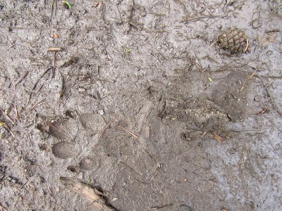 Vlk obecný, jednotlivá stopa. Všimněte si masivních drápů a předsunutí předních prstů před zadními. / gray wolf (canis lupus), single track. Notice massive claws and placing of middle digital pads in the front of others