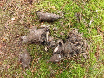 vlk obecný, pobytové znaky trus. Všimněte si velkých kusů kosní, které obsahuje uvnitř./ gray wolf (canis lupus), scat. Notice large bone fragments inside the scat.