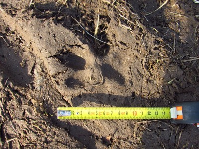 vlk obecný, jednotlivé stopy/ gray wolf (canis lupus), track