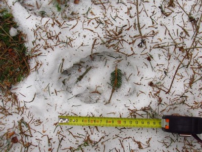 vlk obecný, jednotlivé stopy/ gray wolf (canis lupus), track