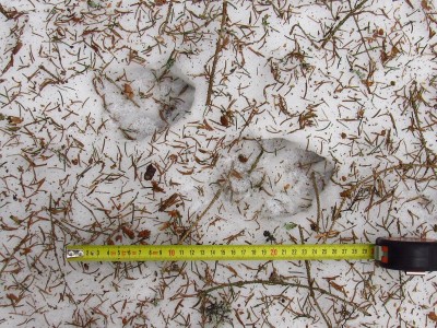 vlk, přední a zadní stopa/ gray wolf (canis lupus), front track and hind track