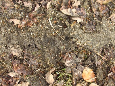 example of poorly visible tracks