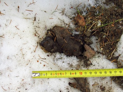 Vlčí trus / gray wolf (canis lupus), scat