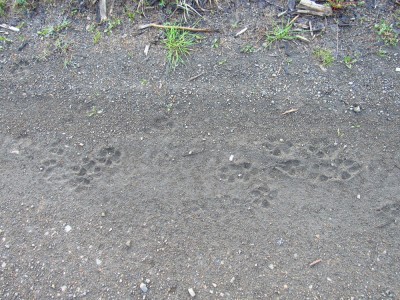 Stopy vlčí smečky v prachu na cestě / gray wolf (canis lupus), tracks of wolf pack, dirty road