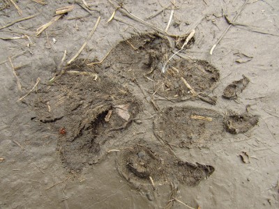 Vlk obecný, stopa/ gray wolf (canis lupus), track