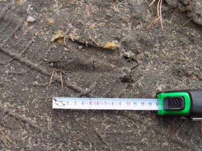 Srnec obecný (Capreolus capreolus), stopa zadní / Roe deer, hind track