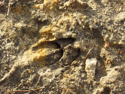 srnec obecný, dvojotisk / roe deer, double register