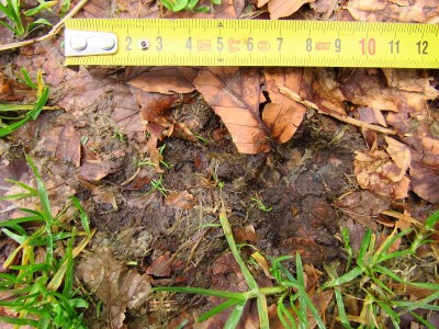 gray wolf (canis lupus), fresh tracks, double register