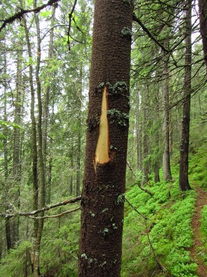 IMG_0979.JPG (372.93 KiB) Zobrazeno 17844 x Medvěd hnědý (ursus arctos), značení teritoria / Brown bear, territorial marking