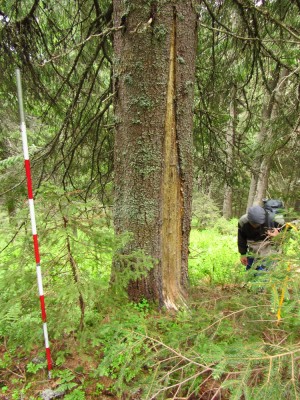 IMG_0184.JPG (552.79 KiB) Zobrazeno 17844 x Medvěd hnědý (ursus arctos), potrava / Brown bear, food