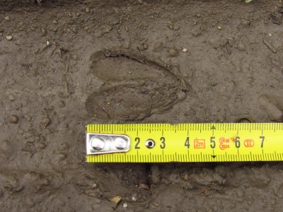 Srnec obecný (Capreolus capreolus), stopa / Roe deer, track