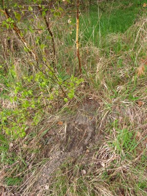 Srnec obecný, značení teritoria / Roe deer, territorial marking