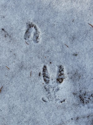 Srnec obecný, přední a zadní stopa po doskoku / Roe deer, front and hind tracks after jump