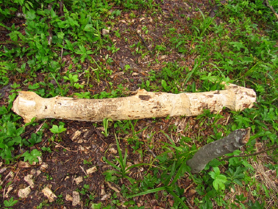 gnawed log