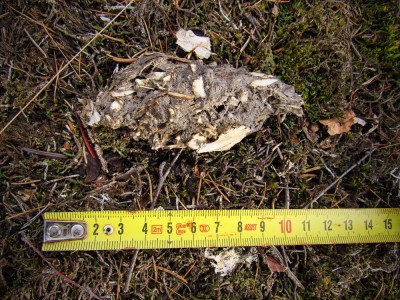 IMG_0196.jpg (570.46 KiB) Zobrazeno 17055 x Výr velký (bubo bubo), vývržek / Eagle-owl, pellet