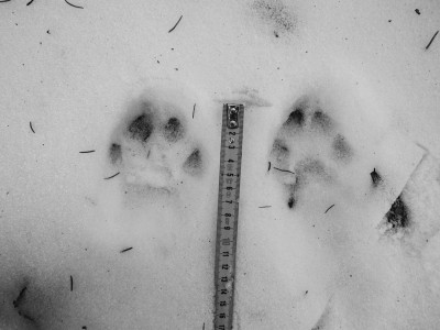 Rys ostrovid, starší stopy ve snehu. Rysí stopy mohou svádět k záměně se psem.