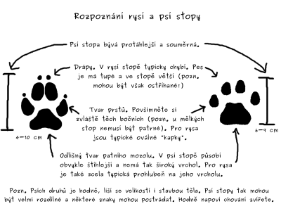 rysi stopa zamena pes.png (89.22 KiB) Zobrazeno 62203 x rozpoznání rysí a psí stopy
