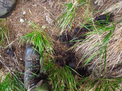 IMG_0042.jpg (286.99 KiB) Zobrazeno 17830 x Medvěd hnědý (ursus arctos), trus / Brown bear, scat