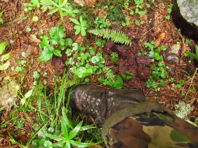 IMG_0149.jpg (263.53 KiB) Zobrazeno 17828 x Medvěd hnědý (ursus arctos), trus / Brown bear, scat