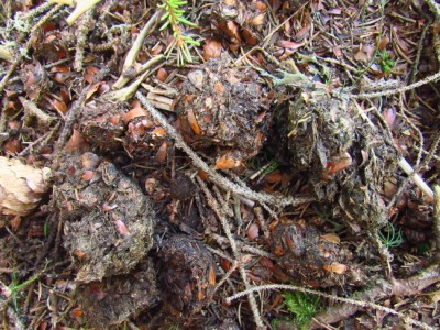 IMG_0439.JPG (296.38 KiB) Zobrazeno 17826 x Medvěd hnědý (ursus arctos), trus / Brown bear, scat