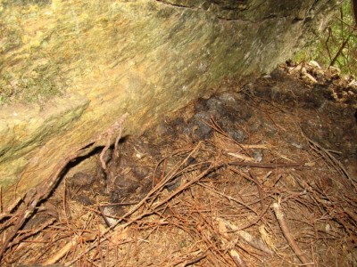 IMG_0122.jpg (252.09 KiB) Zobrazeno 17825 x Medvěd hnědý (ursus arctos), trus / Brown bear, scat