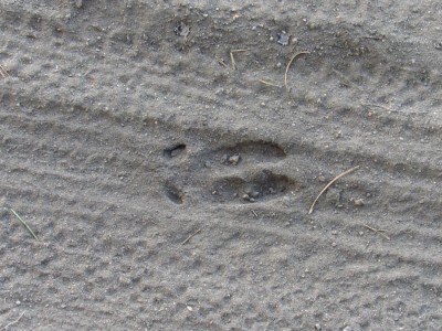 Srnec obecný, přední stopa / Roe deer, front track