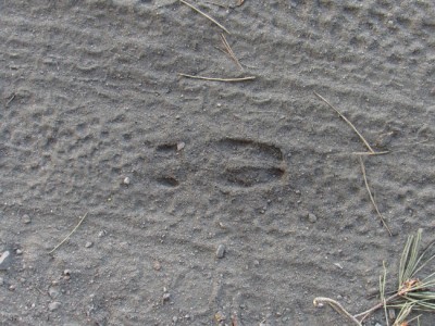 Srnec obecný, zadní stopa / Roe deer, hind track